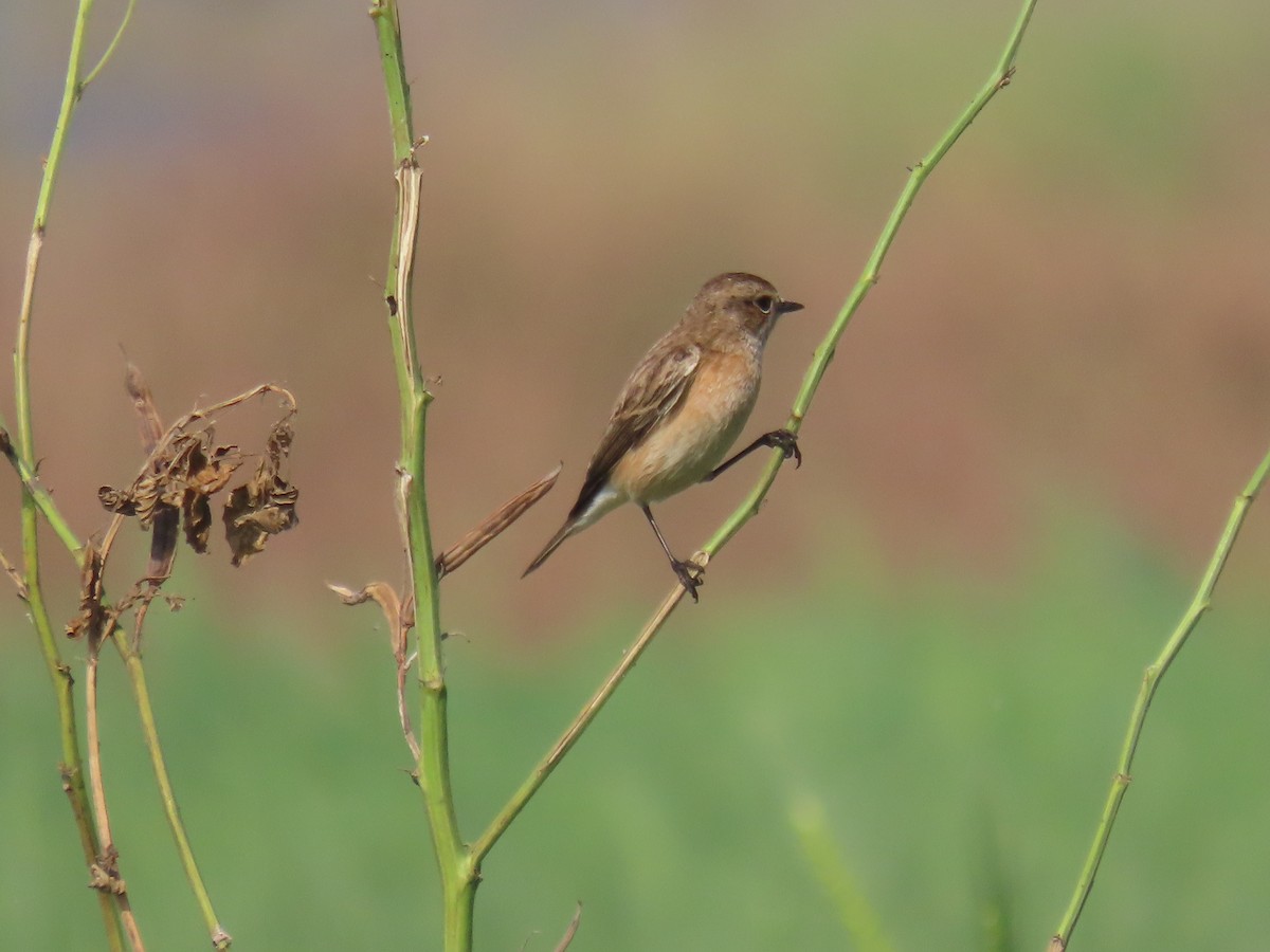Saltimpalo siberiano - ML646510822