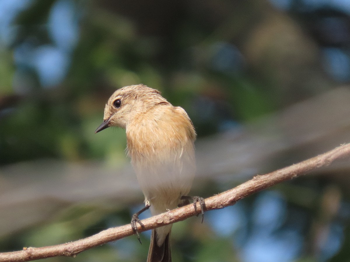 Saltimpalo siberiano - ML646510823