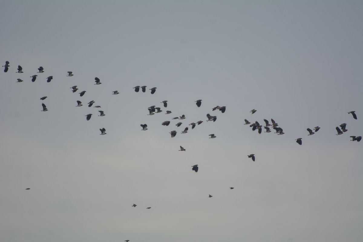 Northern Lapwing - ML646510824