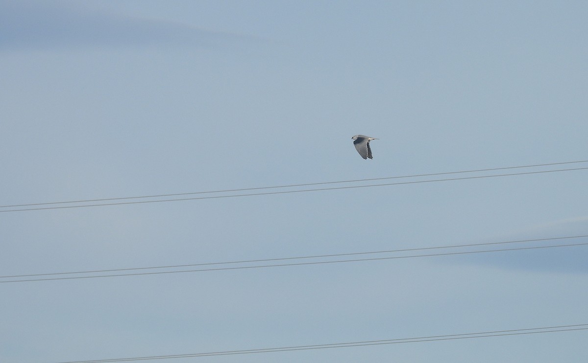 Ak Çaylak - ML646510827