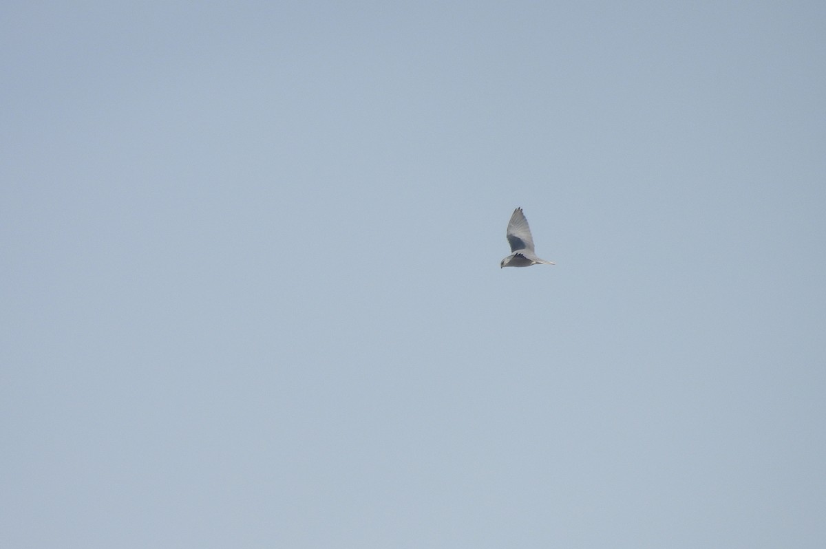 Ak Çaylak - ML646510828