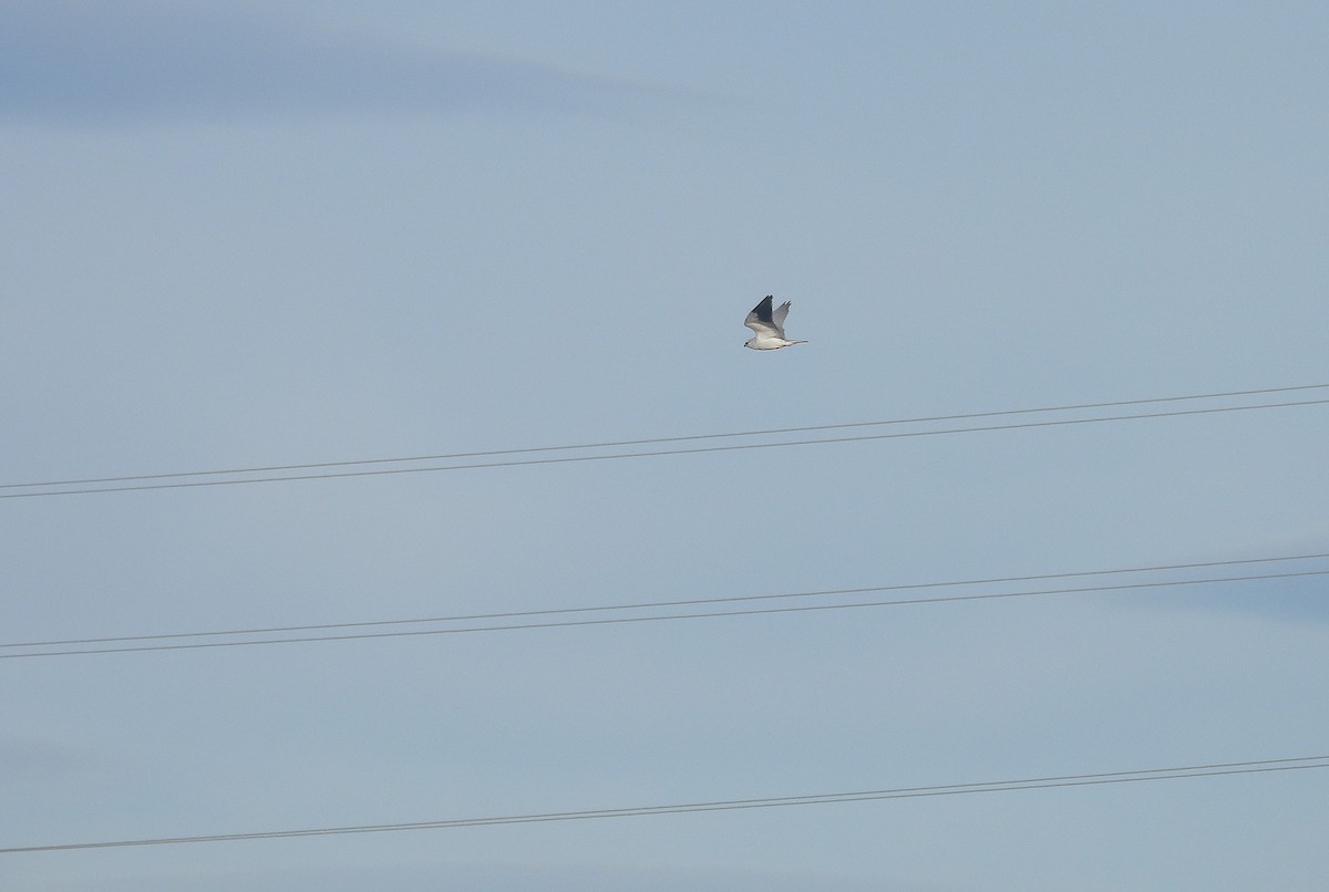 Ak Çaylak - ML646510829