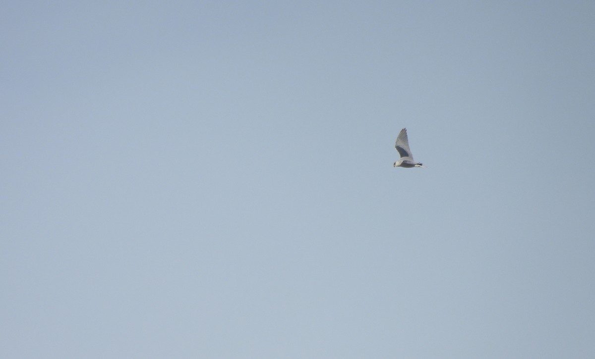 Ak Çaylak - ML646510830