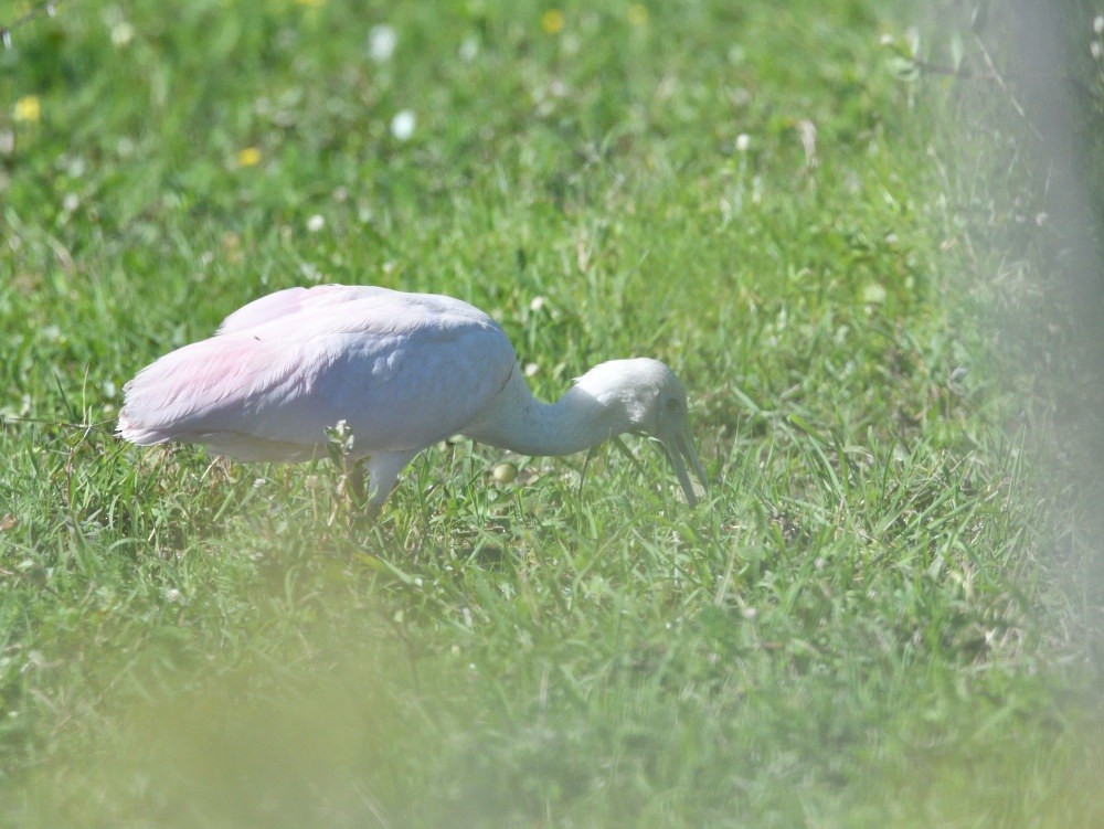 Roseate Spoonbill - ML646510831