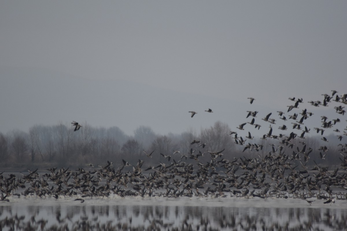 Greater White-fronted Goose - ML646510832