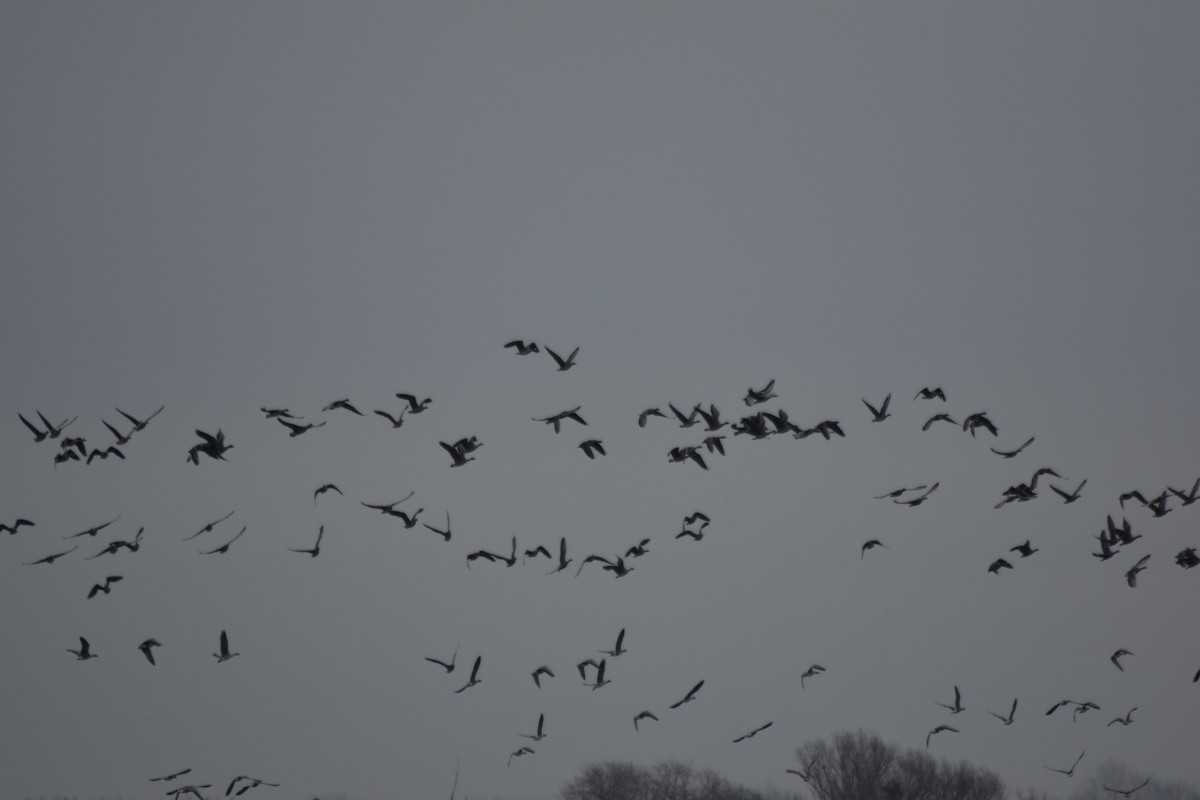 Greater White-fronted Goose - ML646510833