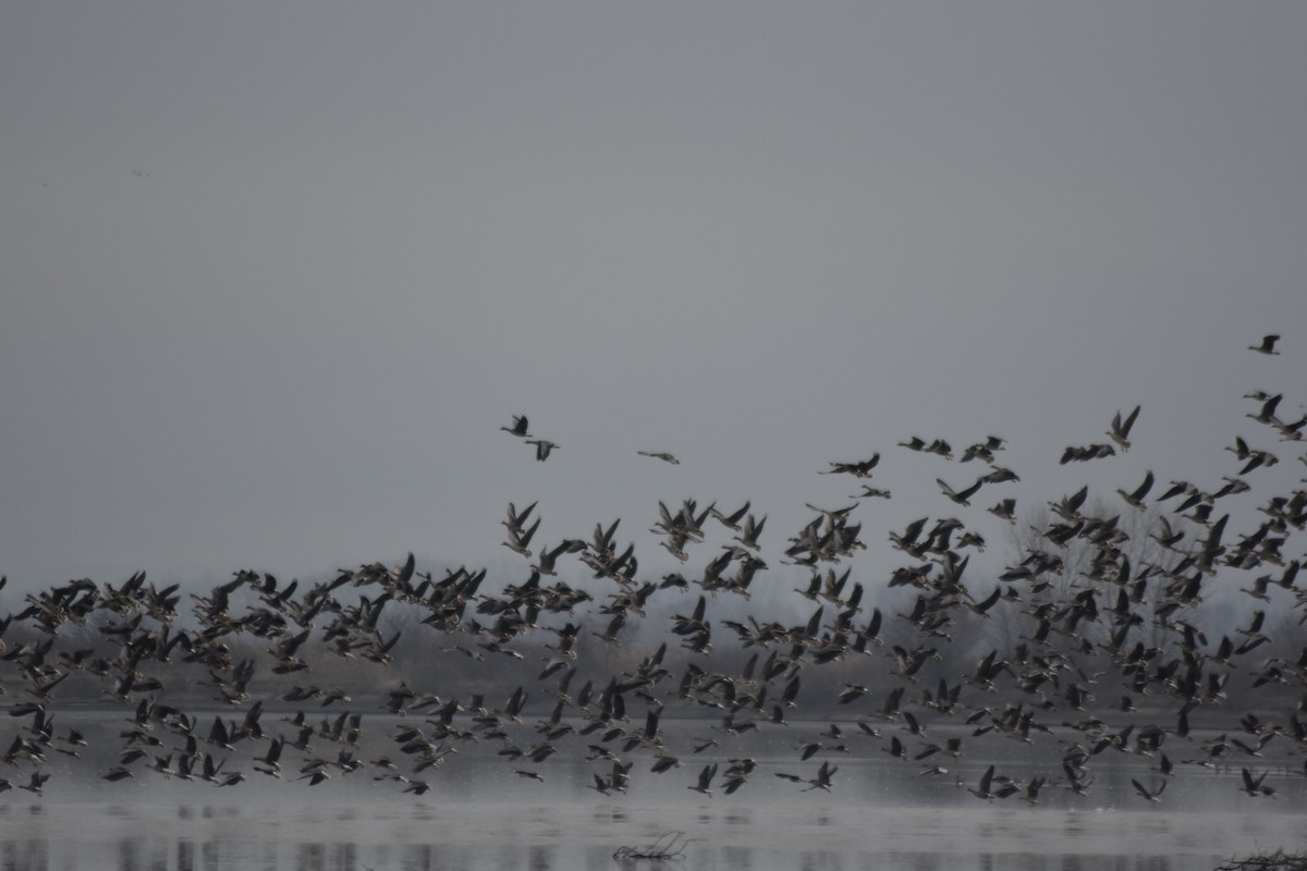 Greater White-fronted Goose - ML646510834