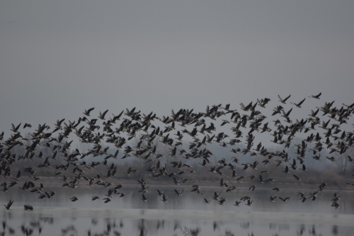 Greater White-fronted Goose - ML646510835