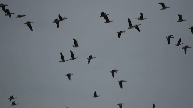 Sakarca - ML646510836