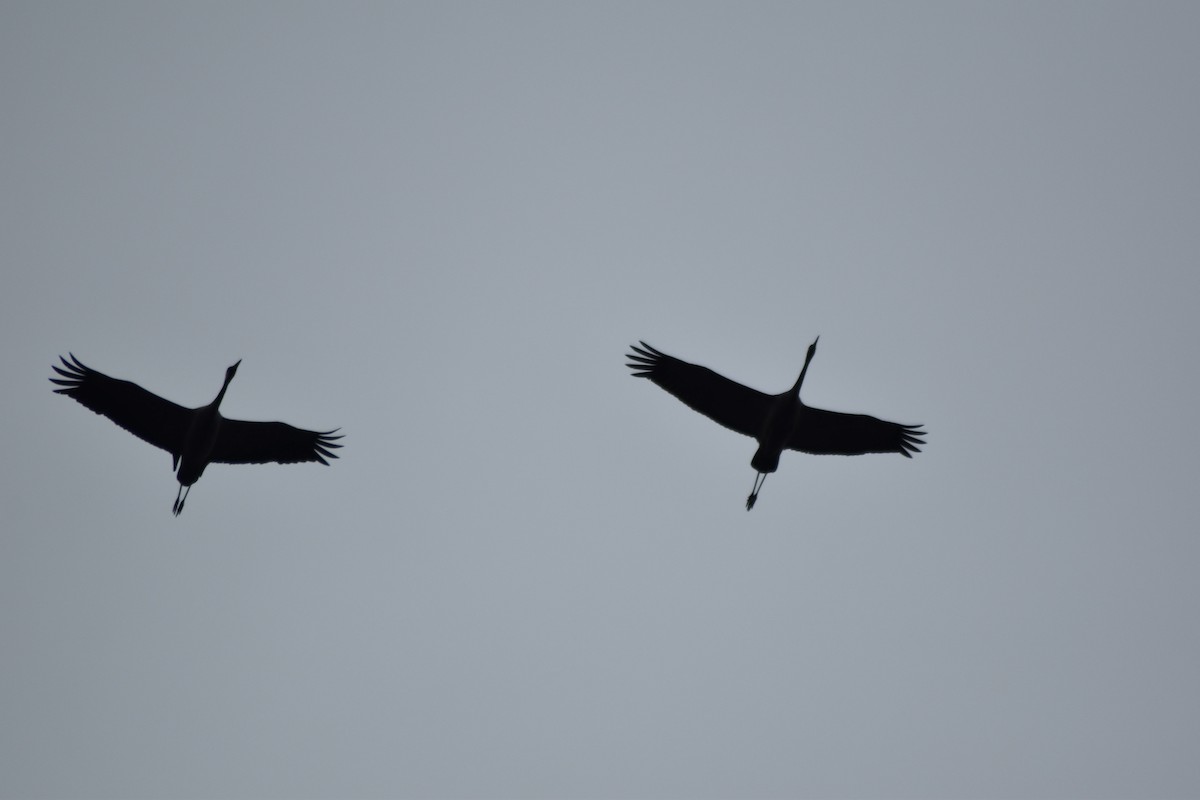 Common Crane - ML646510839