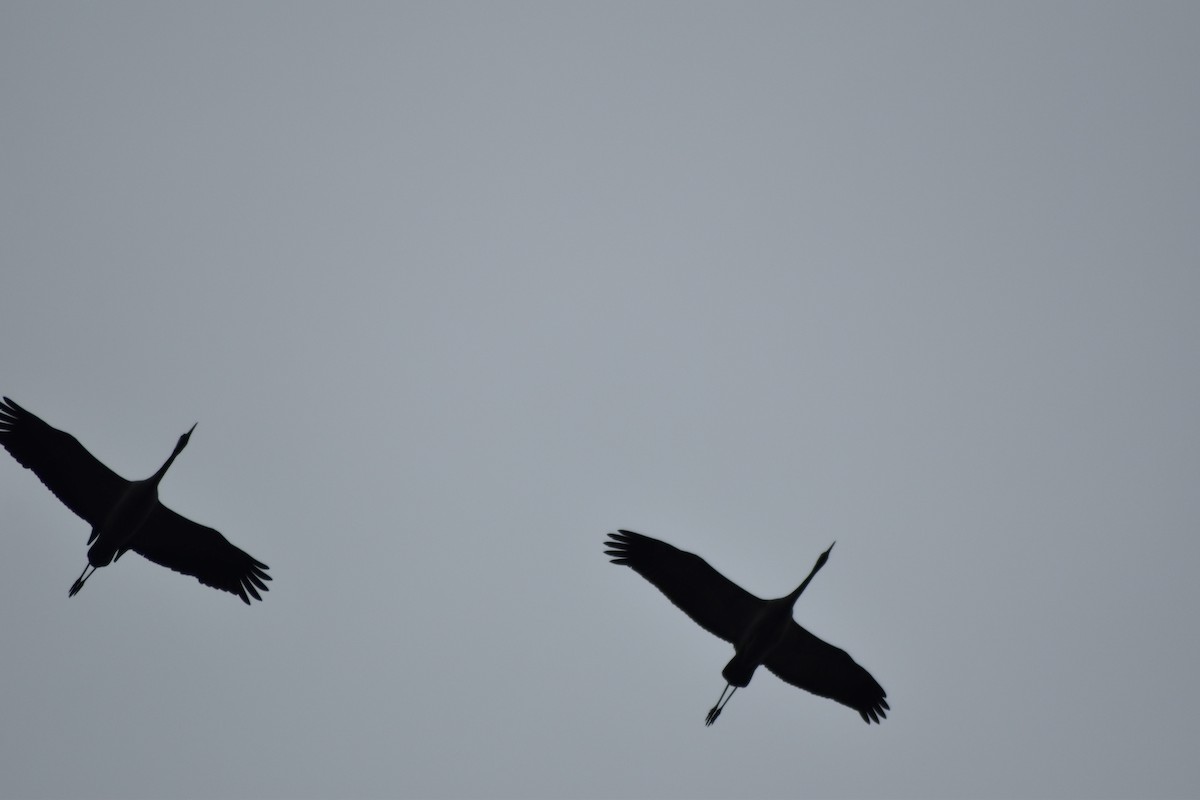 Common Crane - ML646510840