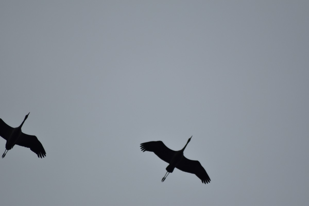 Common Crane - ML646510841