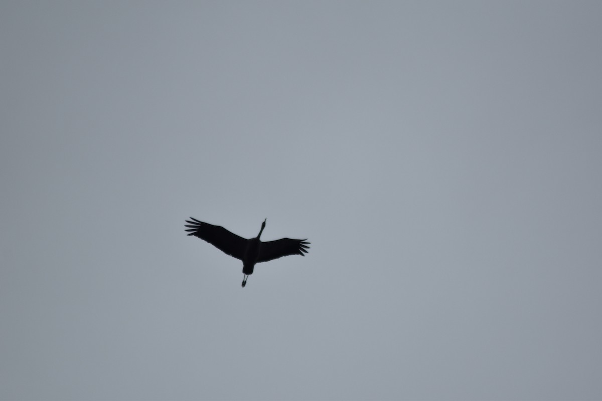 Common Crane - ML646510842