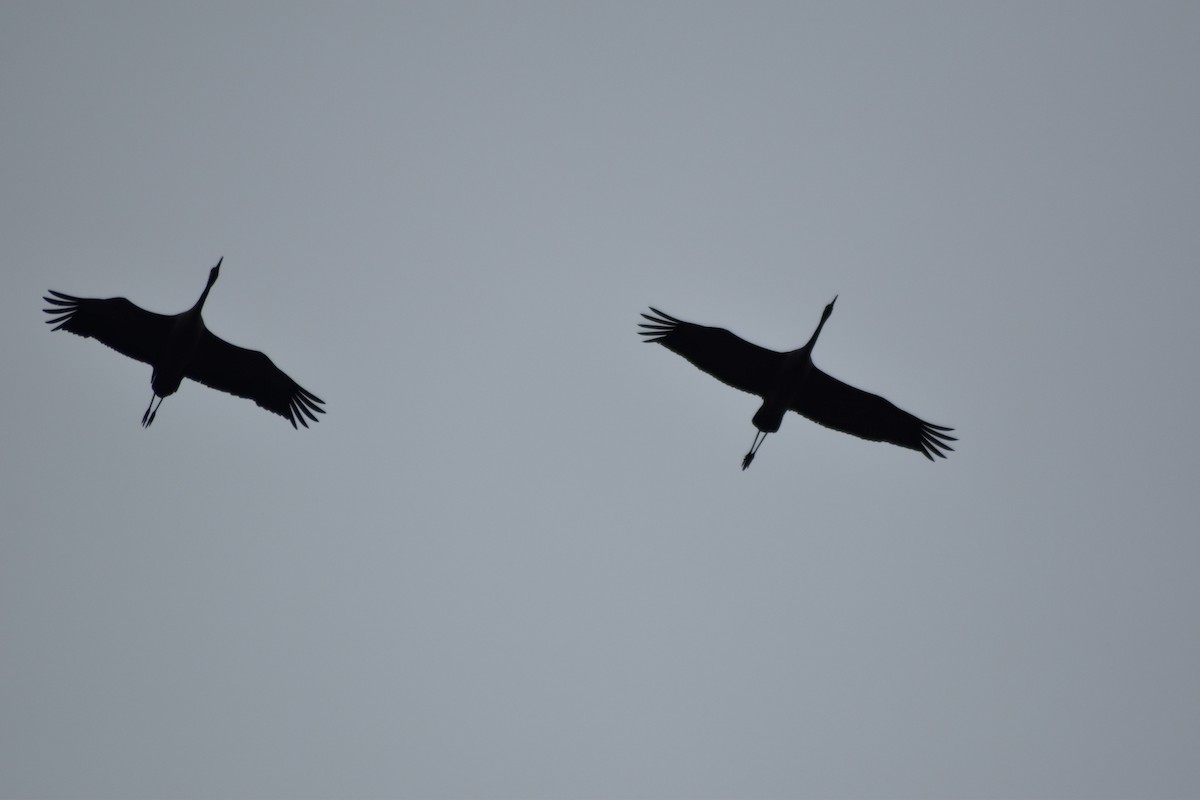 Common Crane - ML646510843