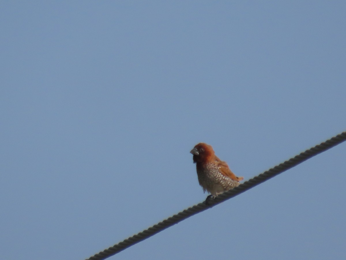 Munia pettosquamato - ML646510846