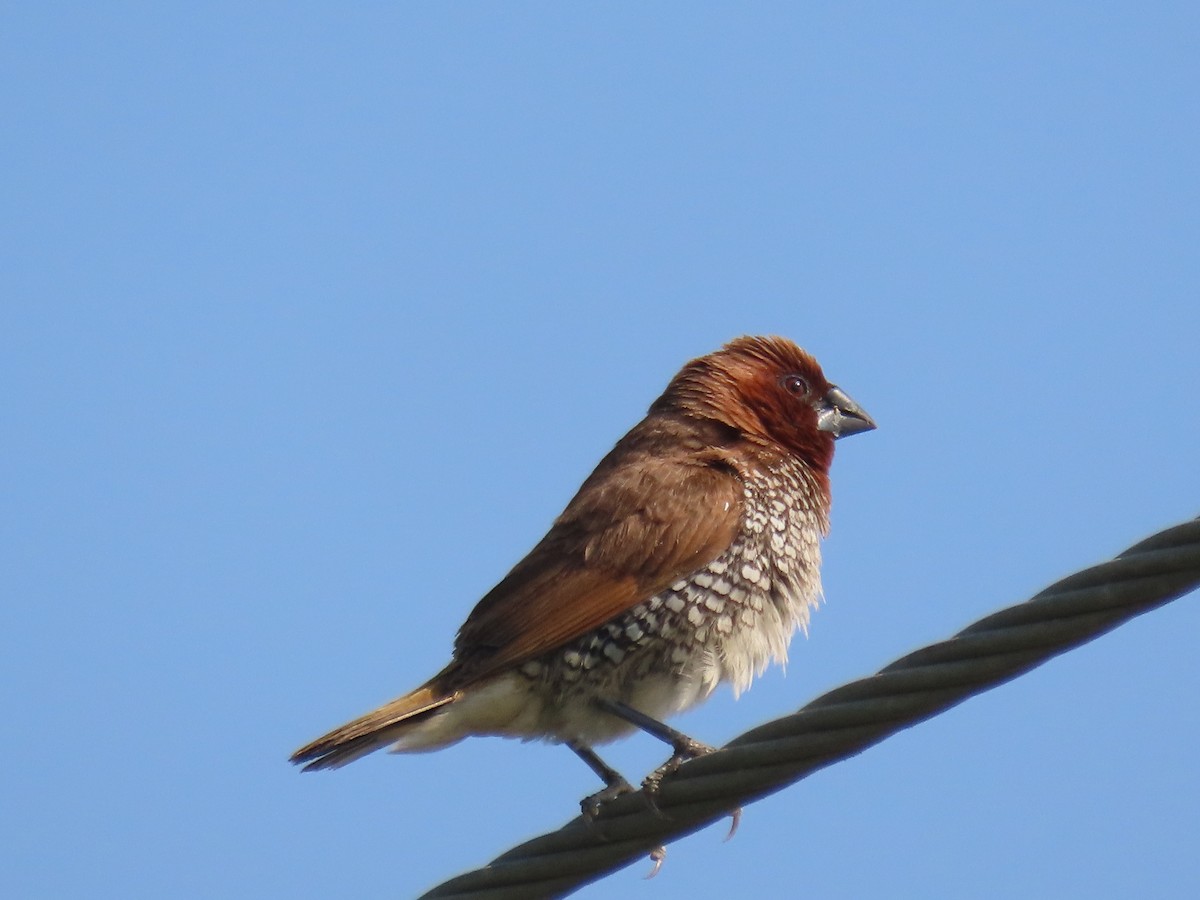 Munia pettosquamato - ML646510847
