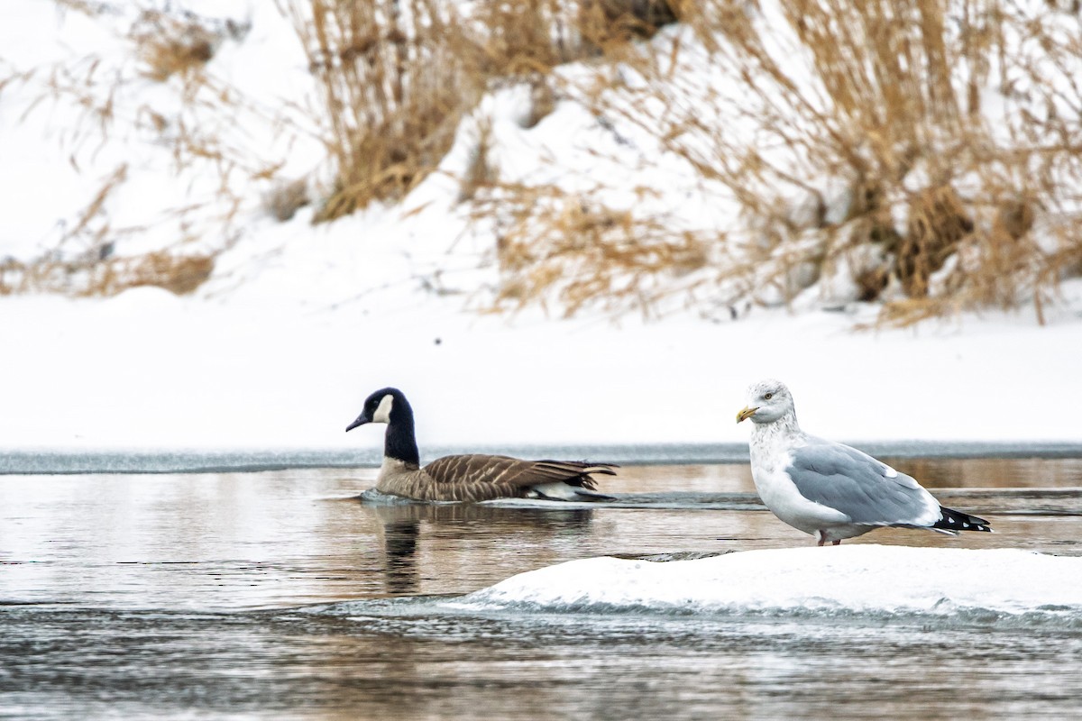 Canada Goose - ML646510851