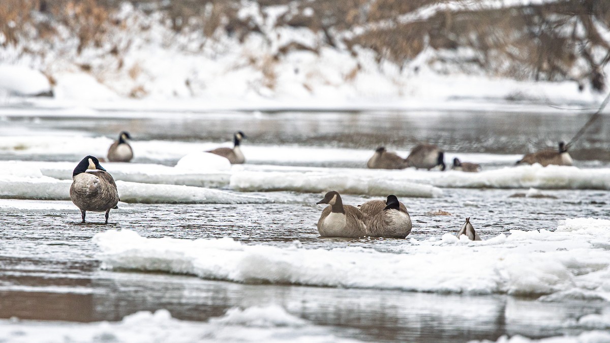 Canada Goose - ML646510852