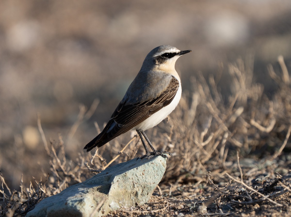 Culbianco - ML646510858