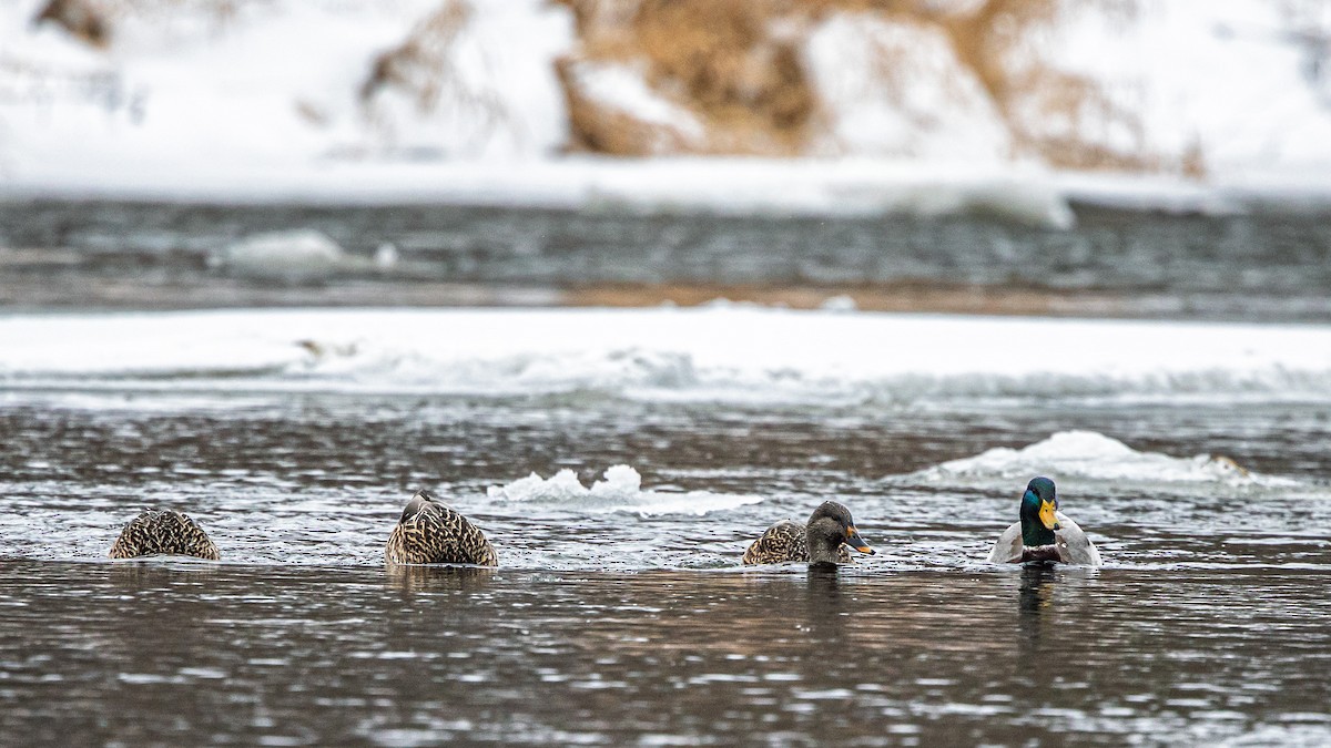 Mallard (Domestic type) - ML646510868