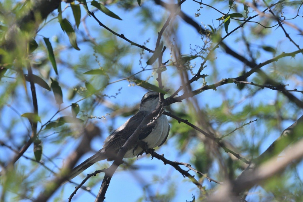 Chalk-browed Mockingbird - ML646510871