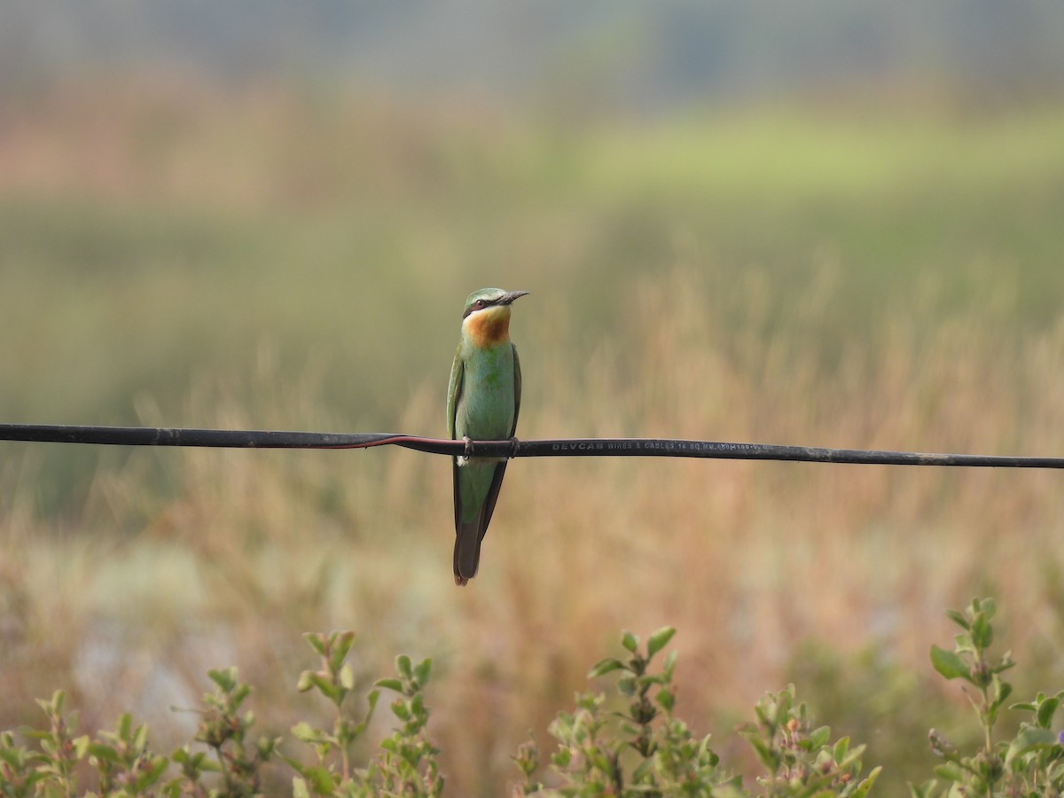 Blue-cheeked Bee-eater - ML646510874