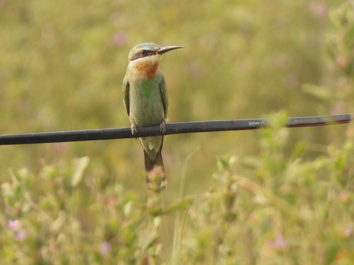 Blue-cheeked Bee-eater - ML646510877