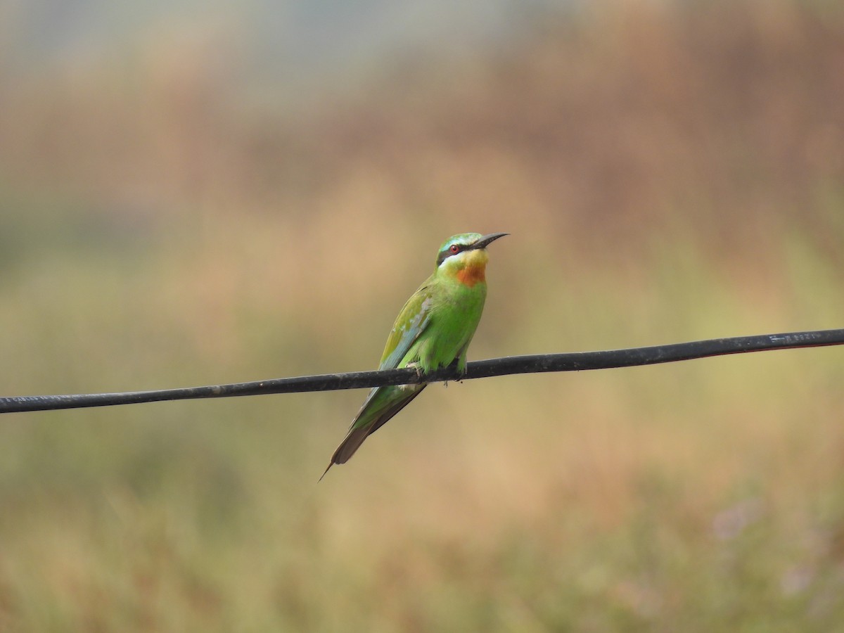 Blue-cheeked Bee-eater - ML646510882