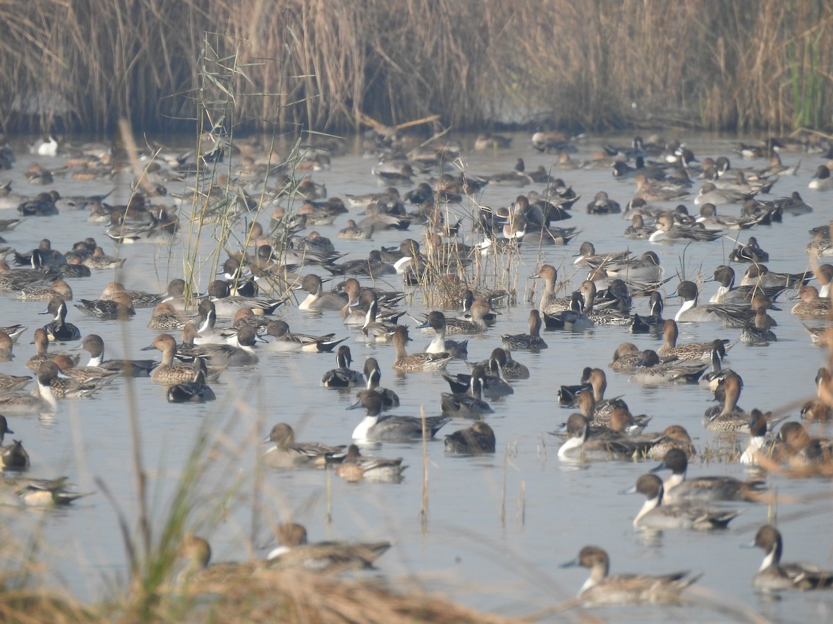 Northern Pintail - ML646510885