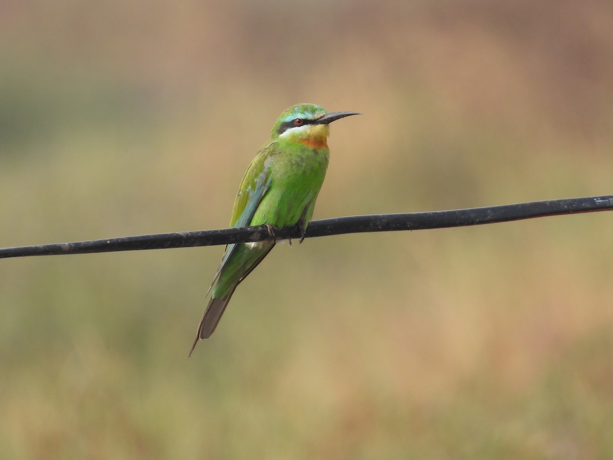 Blue-cheeked Bee-eater - ML646510887