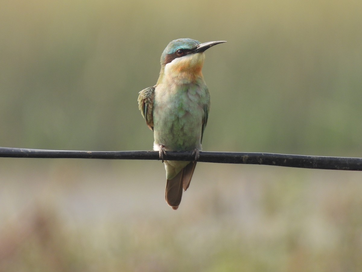 Blue-cheeked Bee-eater - ML646510888