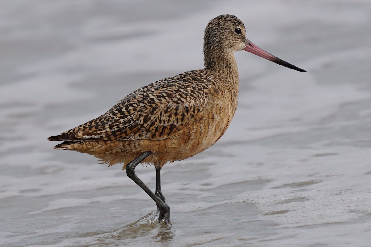 břehouš velký - ML646510890