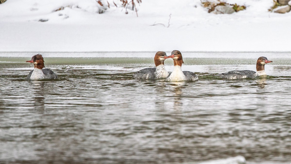 Common Merganser - ML646510897