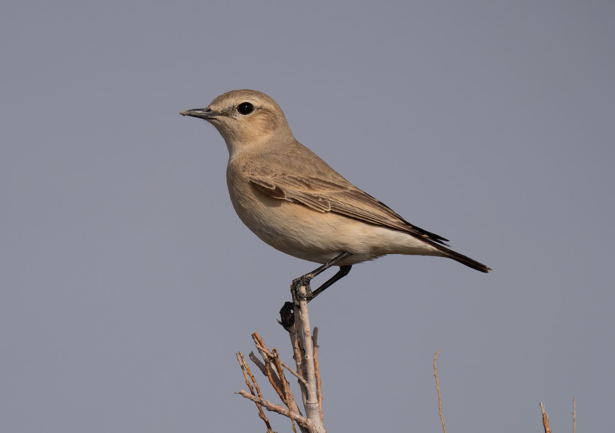 Culbianco isabellino - ML646510900
