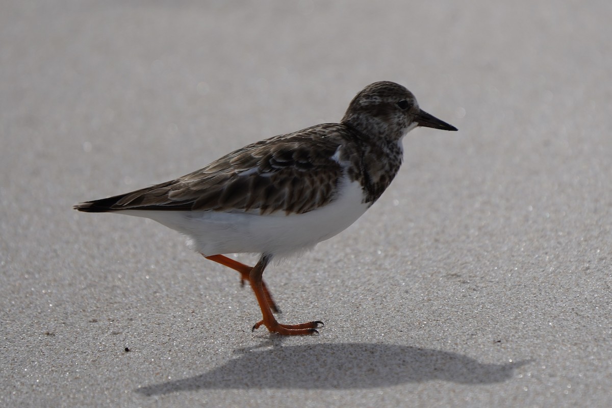 kamenáček pestrý - ML646510904