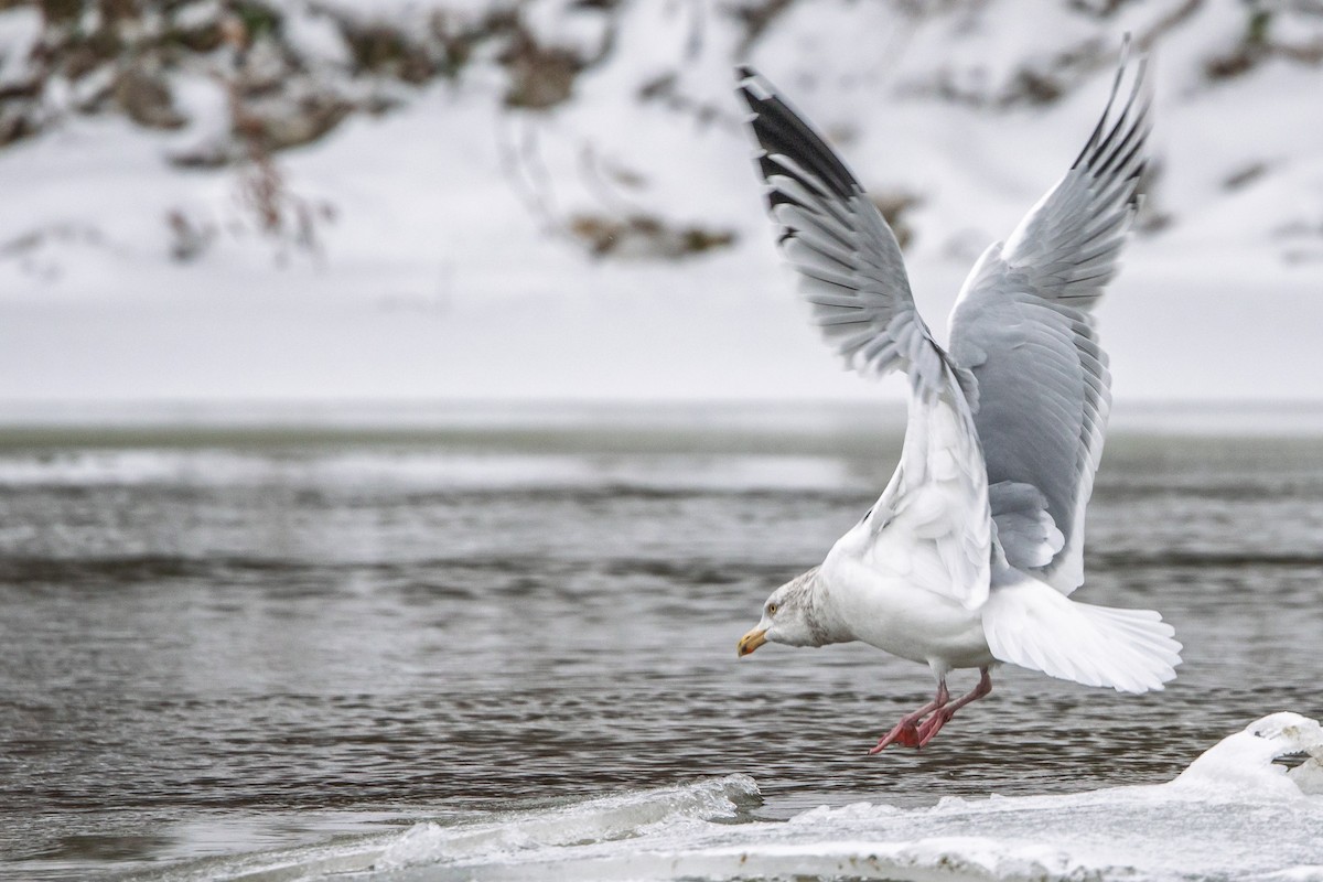 Ring-billed Gull - ML646510905
