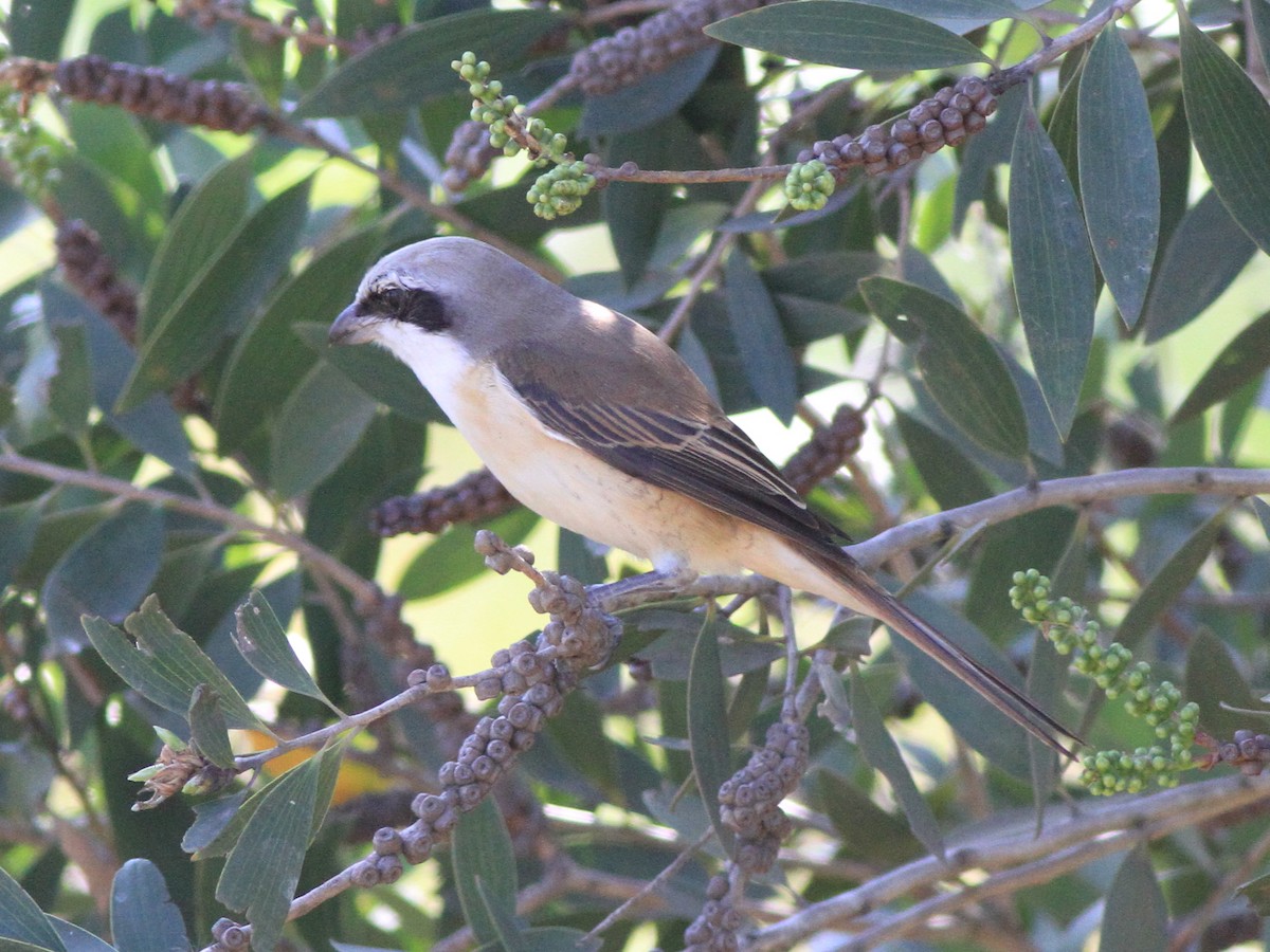 ťuhýk hnědý - ML646510906