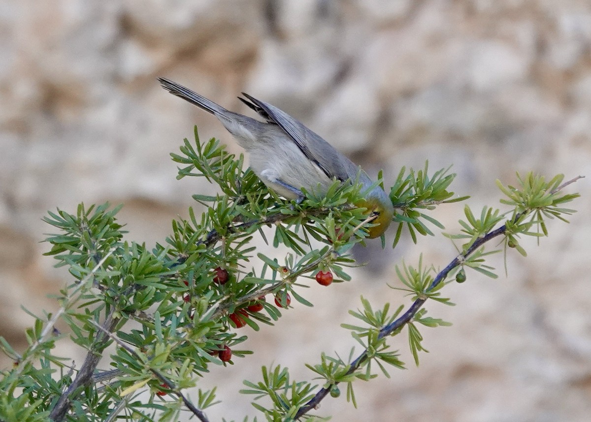 moudivláček žlutohlavý - ML646510909