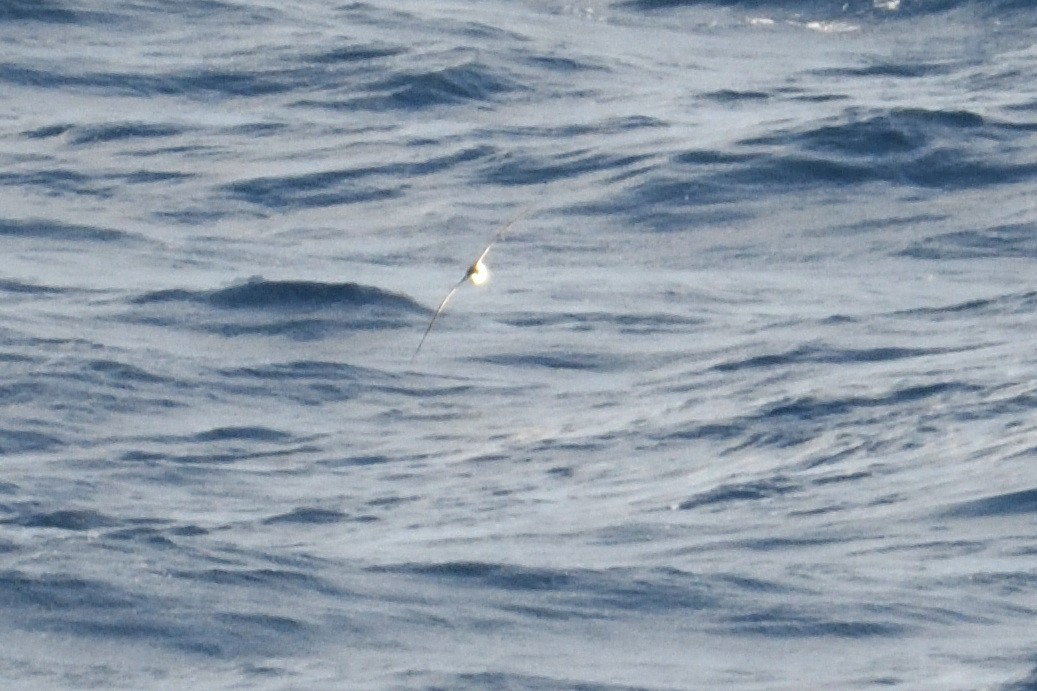 rodriguespetrell - ML646510910