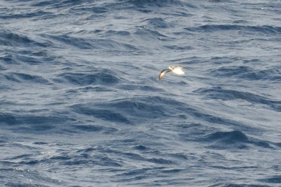 rodriguespetrell - ML646510911