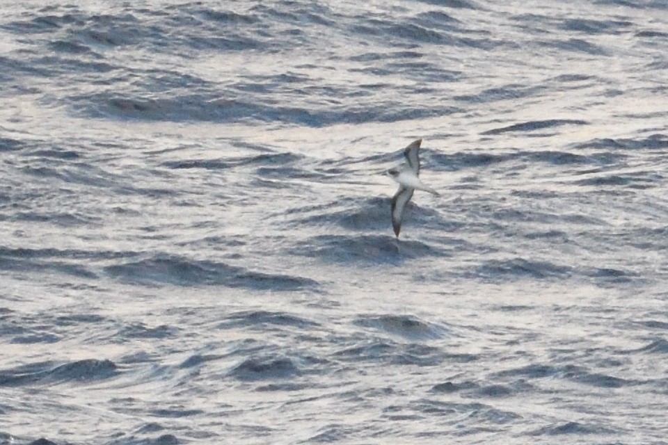 rodriguespetrell - ML646510912