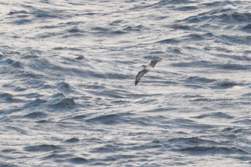 rodriguespetrell - ML646510913