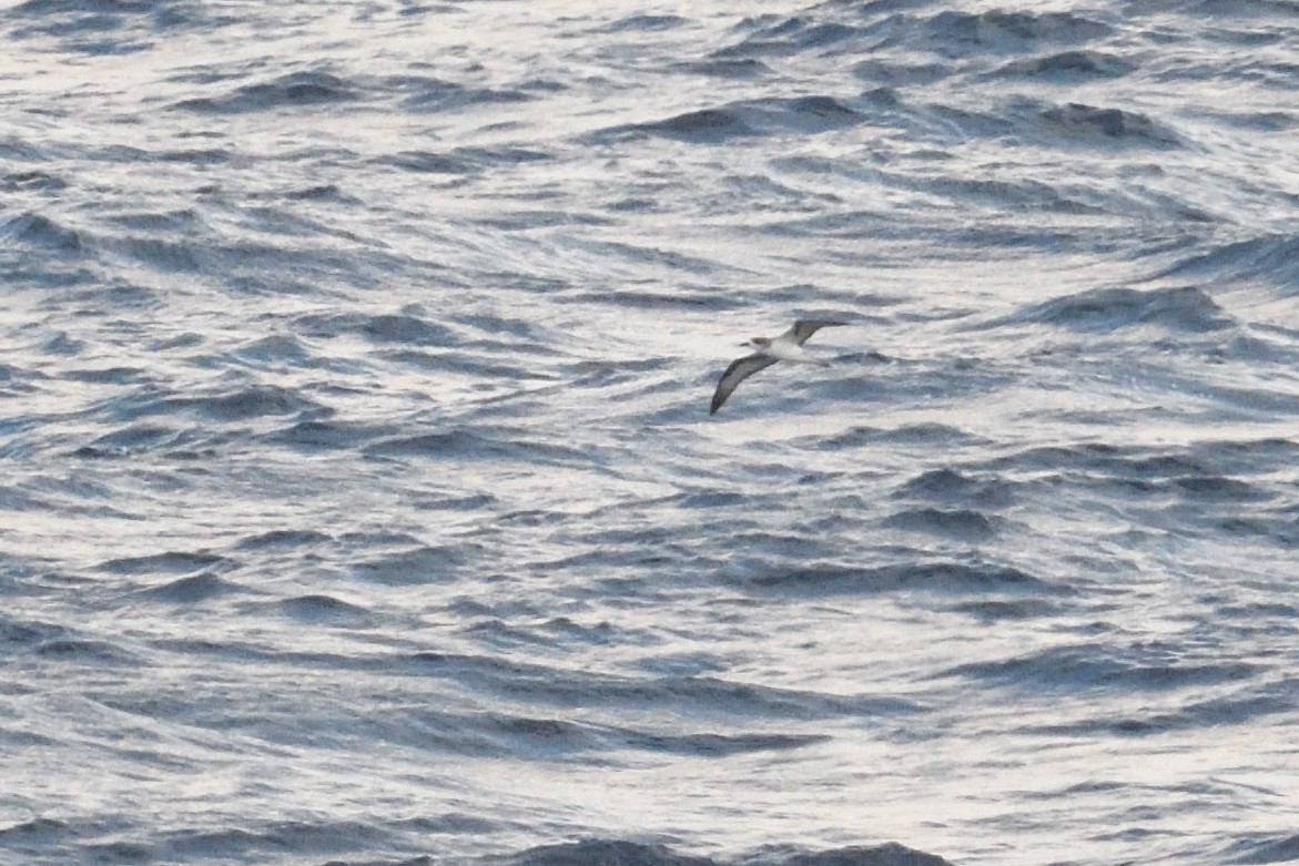 rodriguespetrell - ML646510914