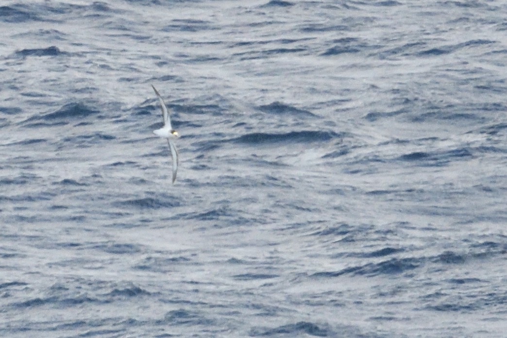 rodriguespetrell - ML646510915