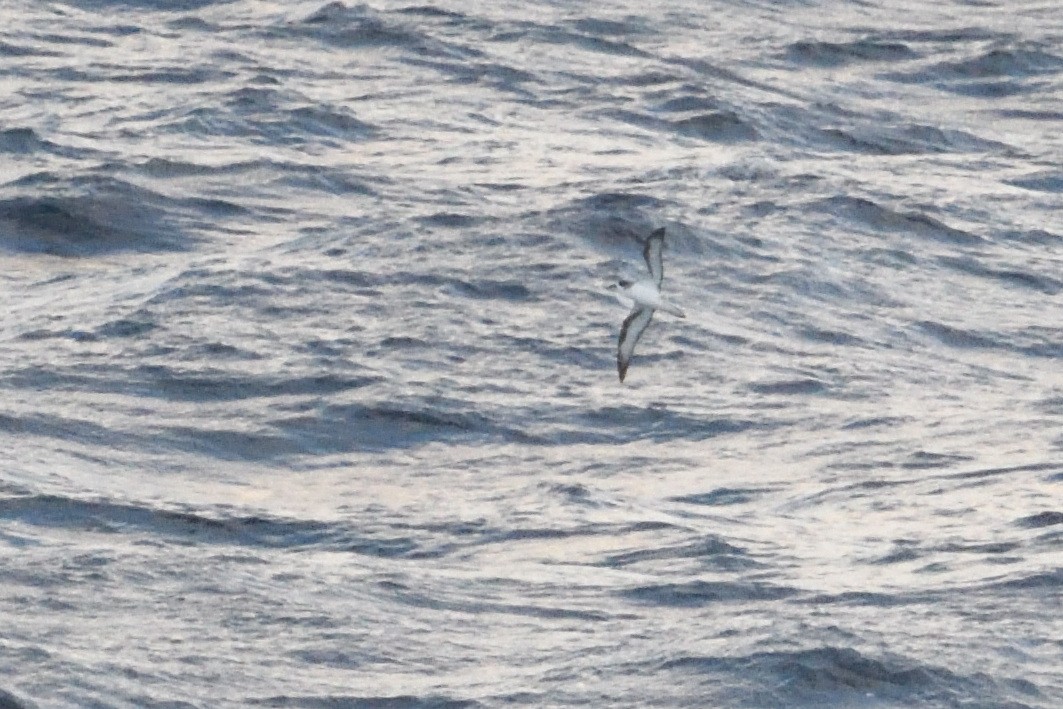 rodriguespetrell - ML646510916