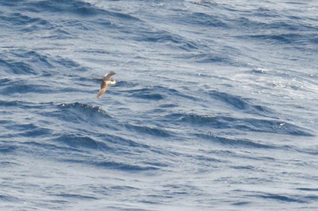 rodriguespetrell - ML646510917