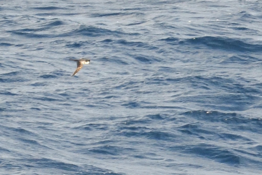 rodriguespetrell - ML646510918