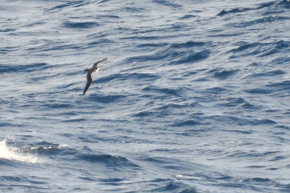 rodriguespetrell - ML646510919