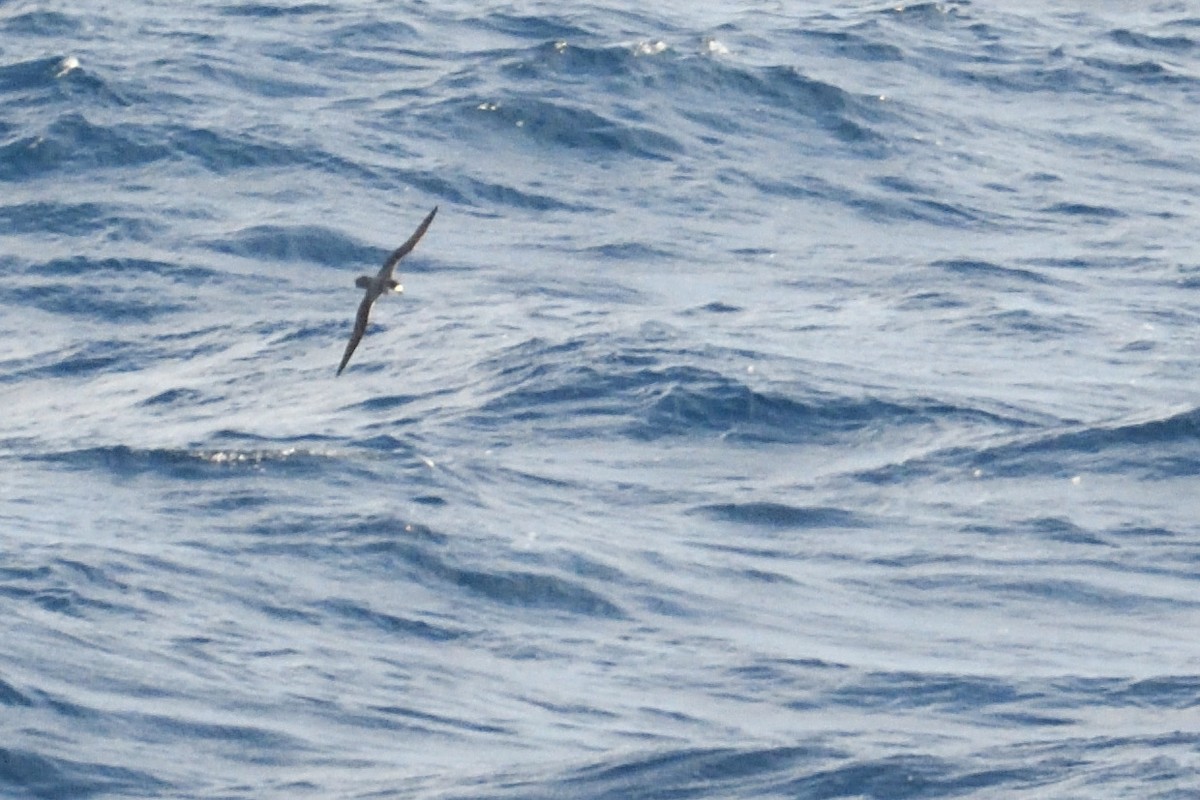 rodriguespetrell - ML646510920