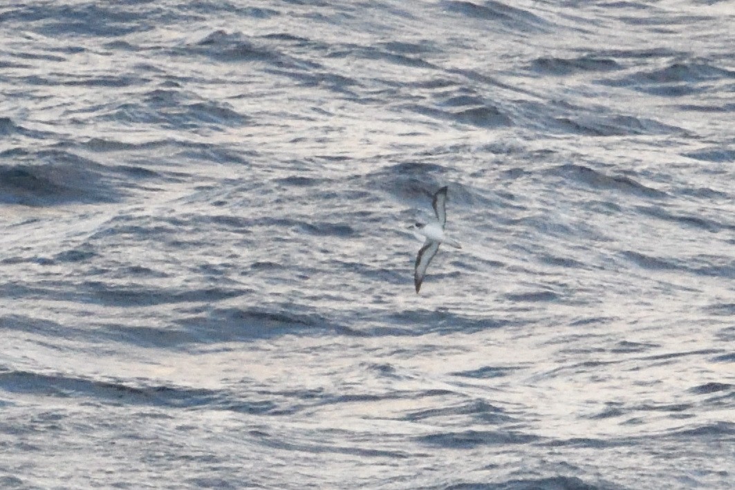 rodriguespetrell - ML646510921